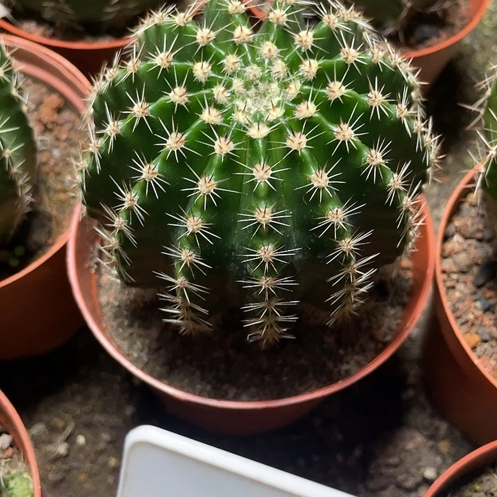 实生高耸彩草114号