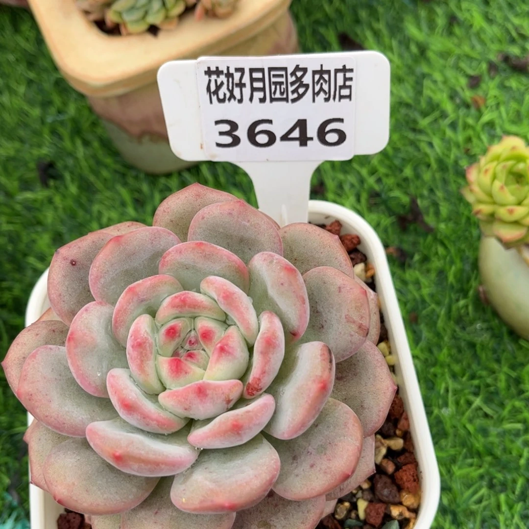 王***开多肉植物3646…………..