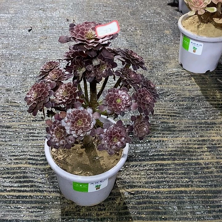 22，黑铜壶23456677778888