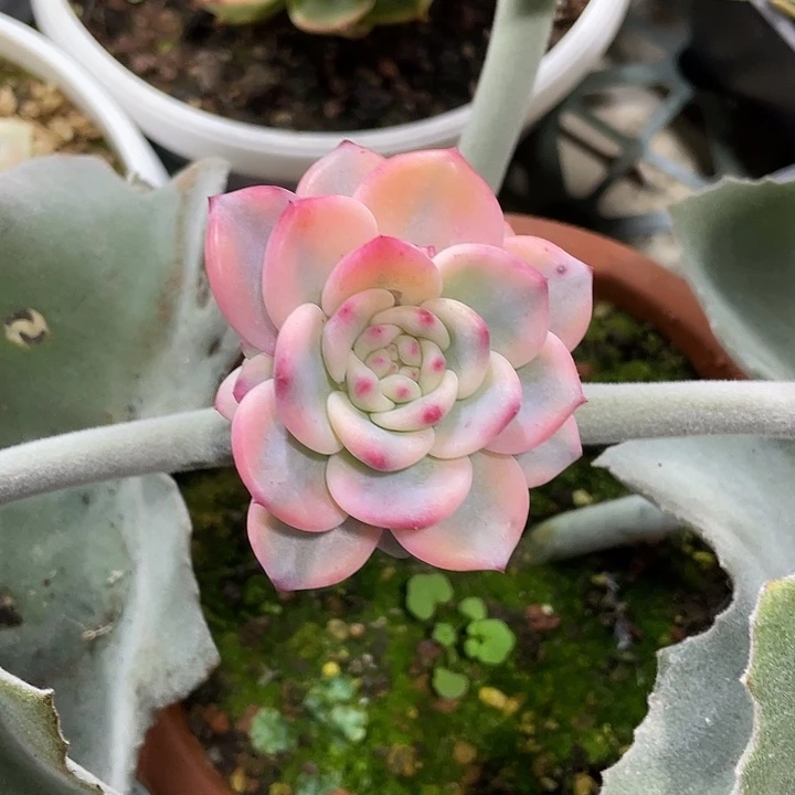 爱丽尔锦一物一拍锦龙