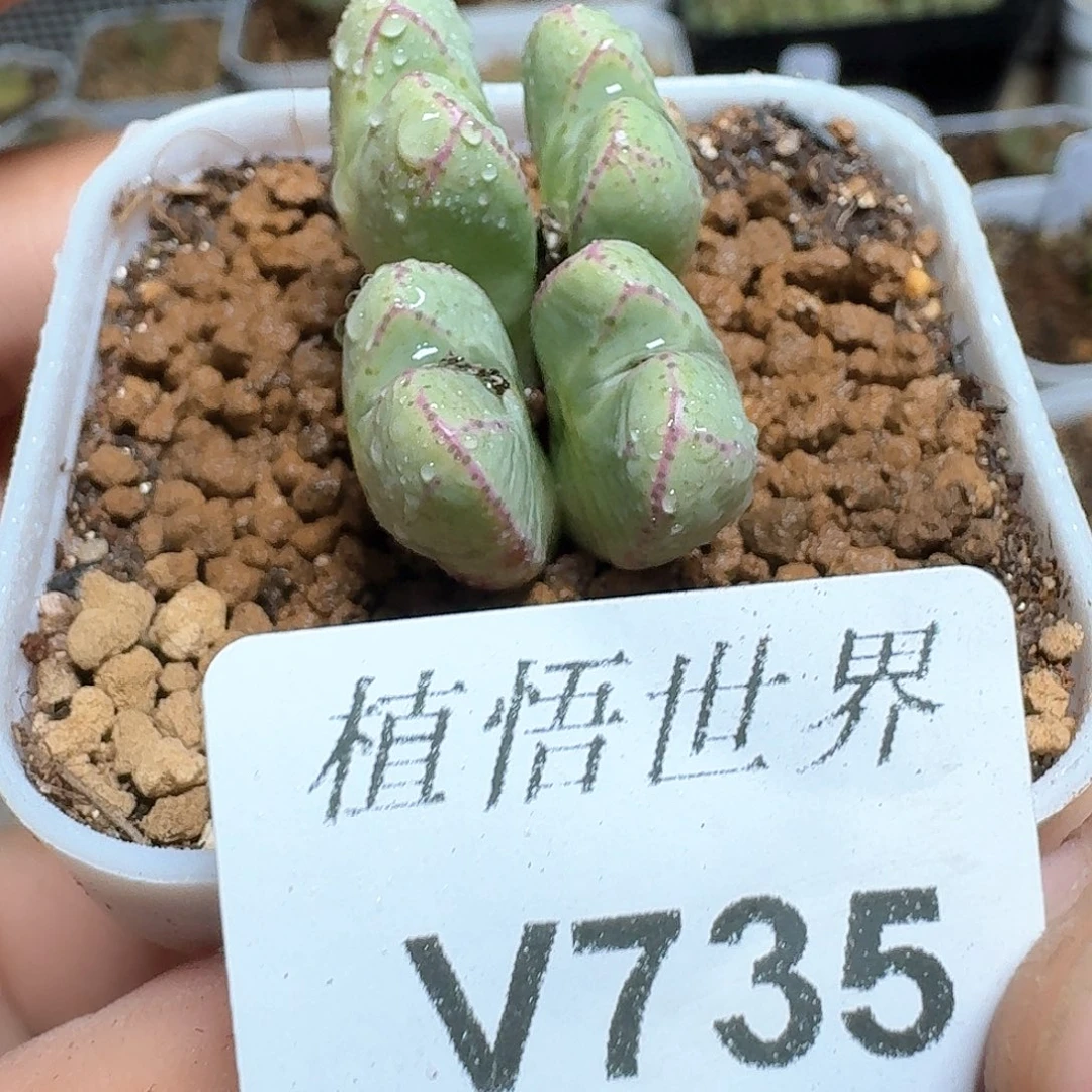 735盒多肉植物哇f g g
