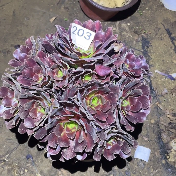 多肉植物断枝不包203花呐