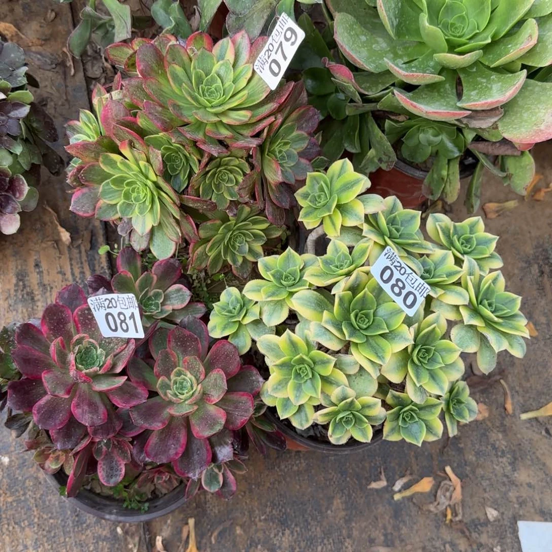 橘****果多肉079+080+081满20包邮断枝不包