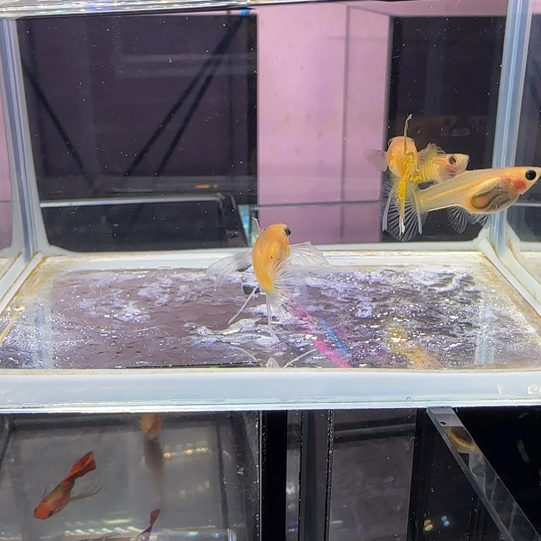 孔雀鱼短体黄蕾丝玻璃猫大c四条
