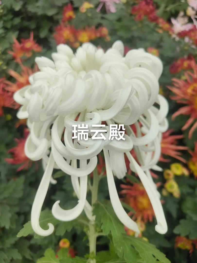 瑞云殿   菊花盆栽好养活原盆原土包对版