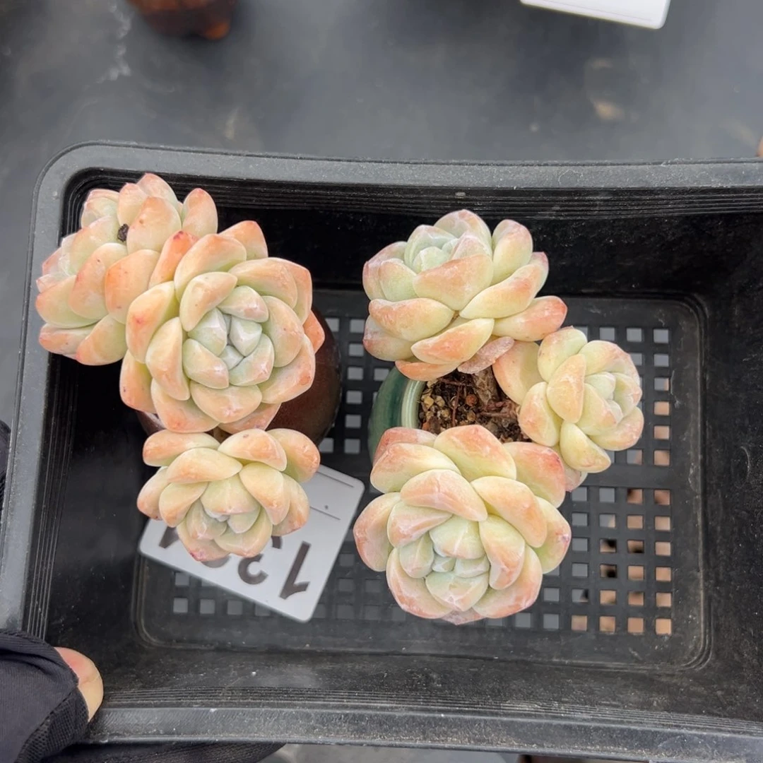 俩个三头冰玉带盆1324