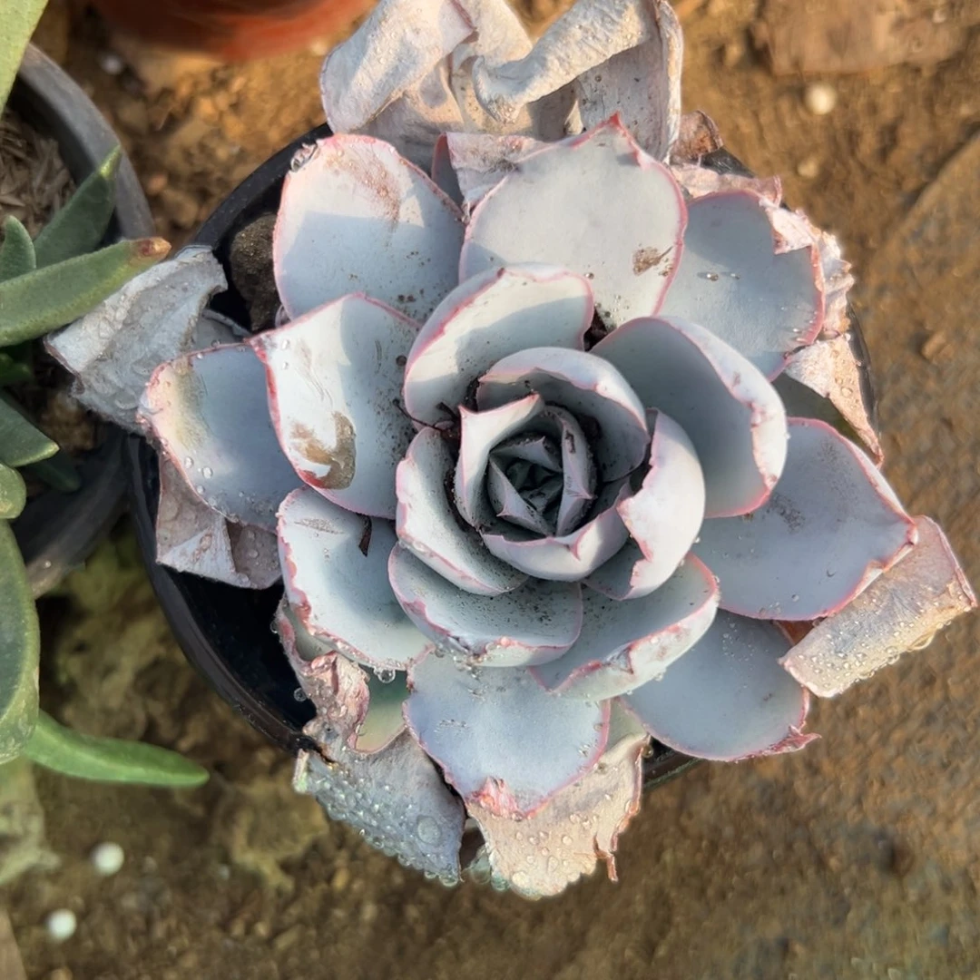 多肉植物多肉植物