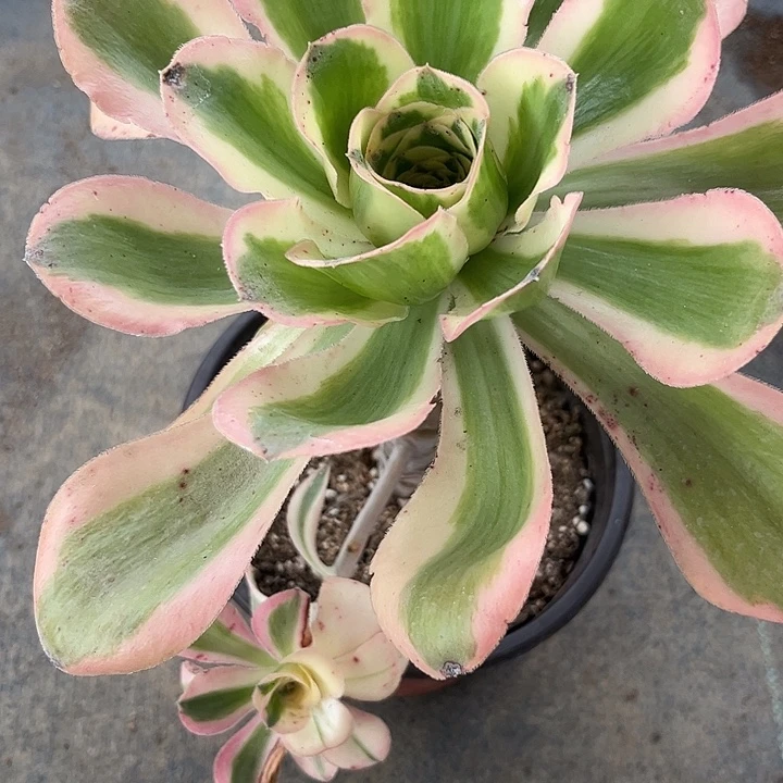 多肉植物燕姿锦……
