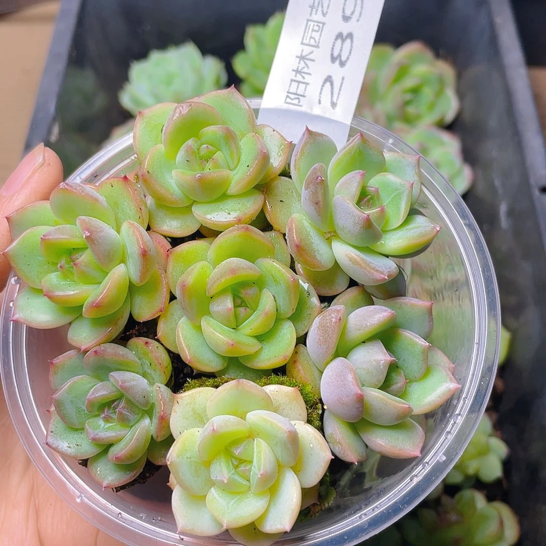 多肉植物多肉植物289