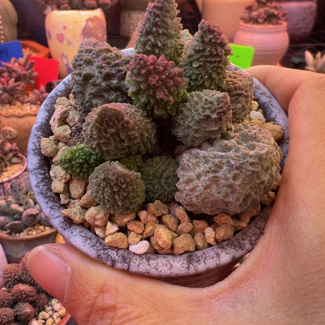 惬***意我们的目标是成为一个