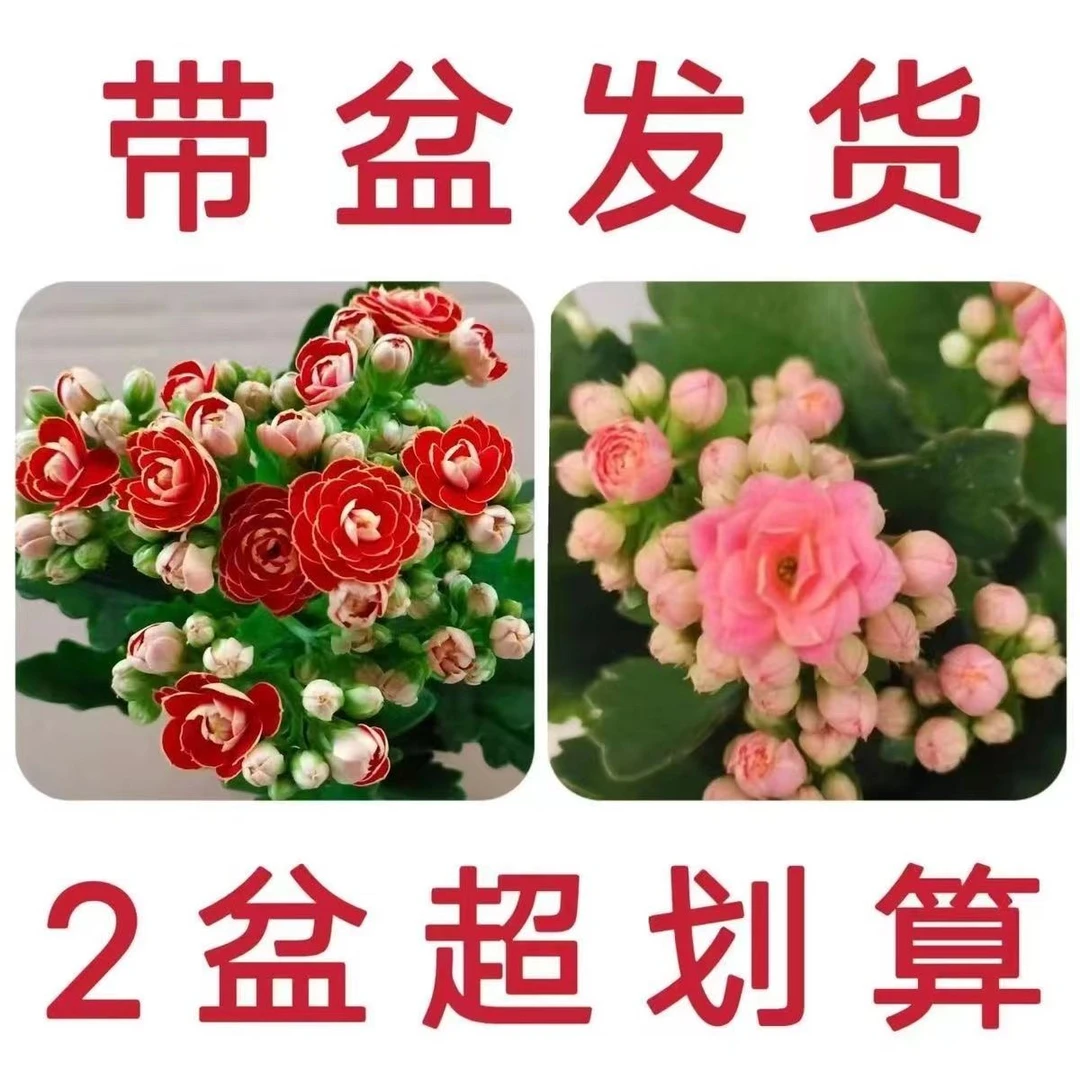 组合2盆2色，金狐狸➕紫魅影，80盆