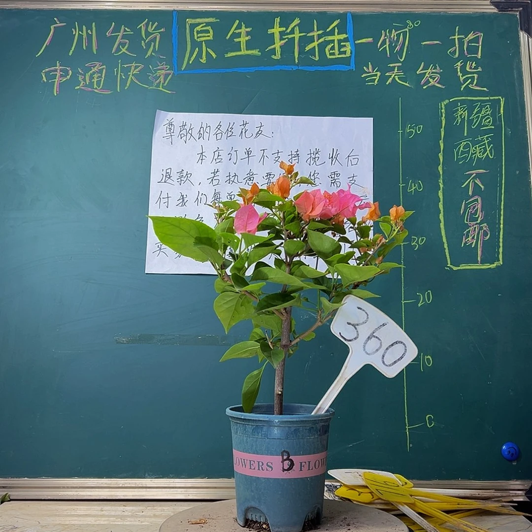 当前无花栽培后可以开花炸 波伊斯玫瑰360