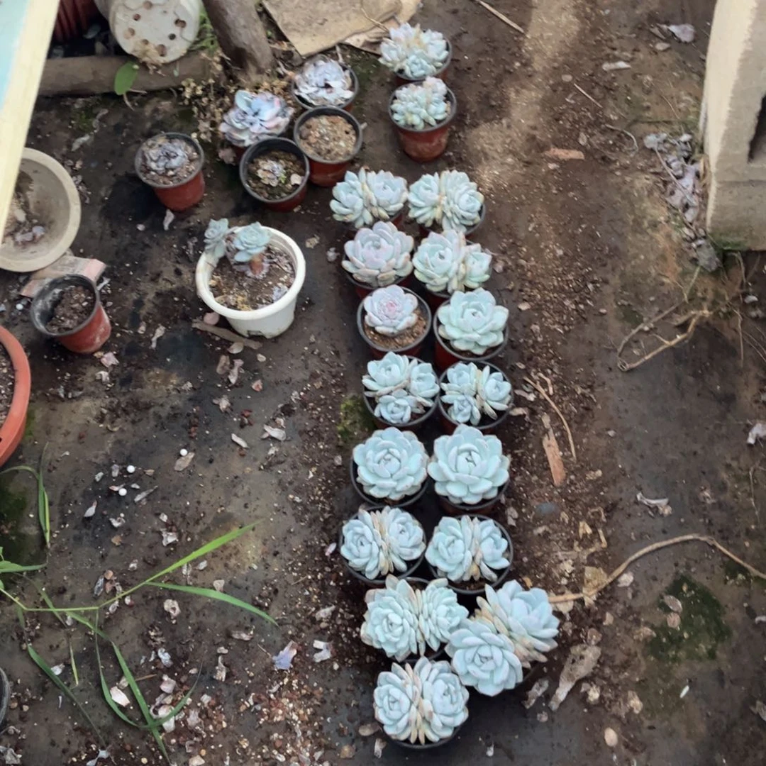 小***格星影橙17颗，10盆口