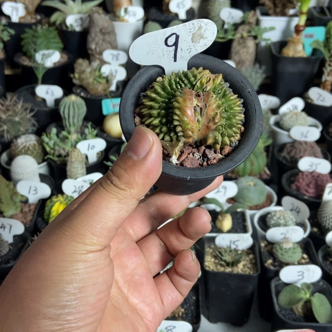 泰貘一个一物一拍