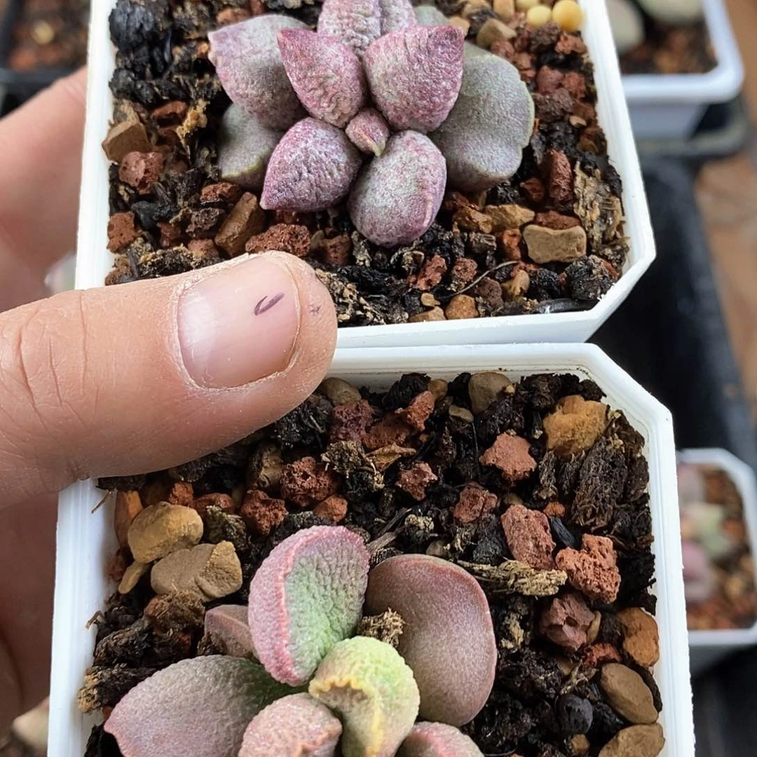 山楂树水泡多肉植物