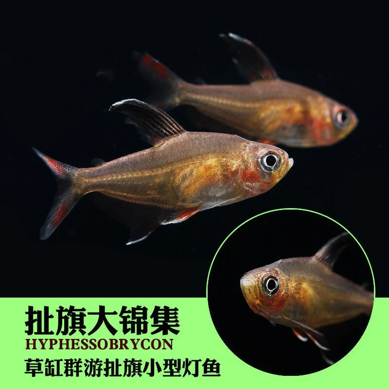 红大勾白翅梦幻黑扯旗红玫瑰红扯旗小鱼儿小型热带鱼灯科鱼群游鱼