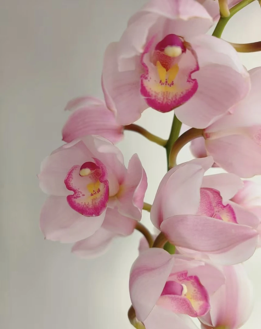 【粉佳人】蕙兰苗好养易活室内外花卉绿植