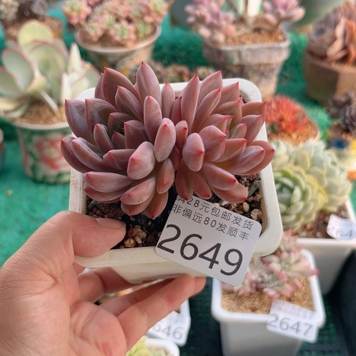 大2649；gxbxhvbvbbbhbb