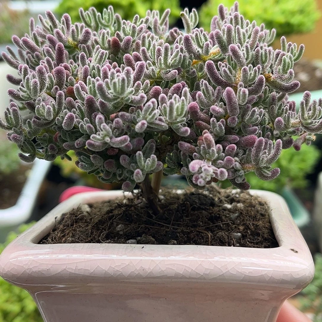 昕宝紫冰带盆枝干番杏