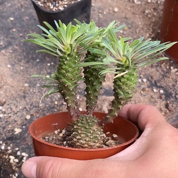 无花朵铁甲麒麟大群一物一拍