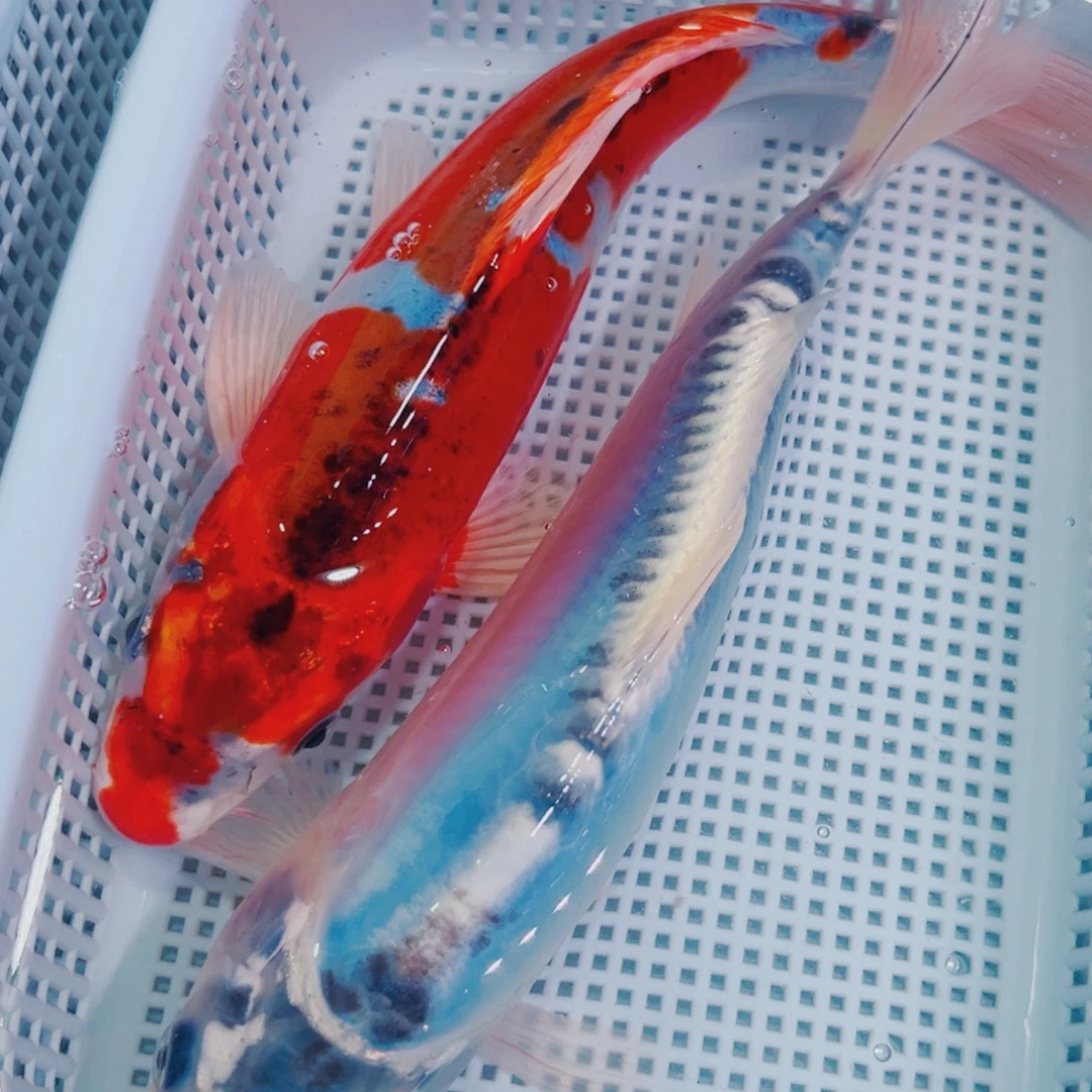 海水鱼锦鲤冷水观赏鱼137