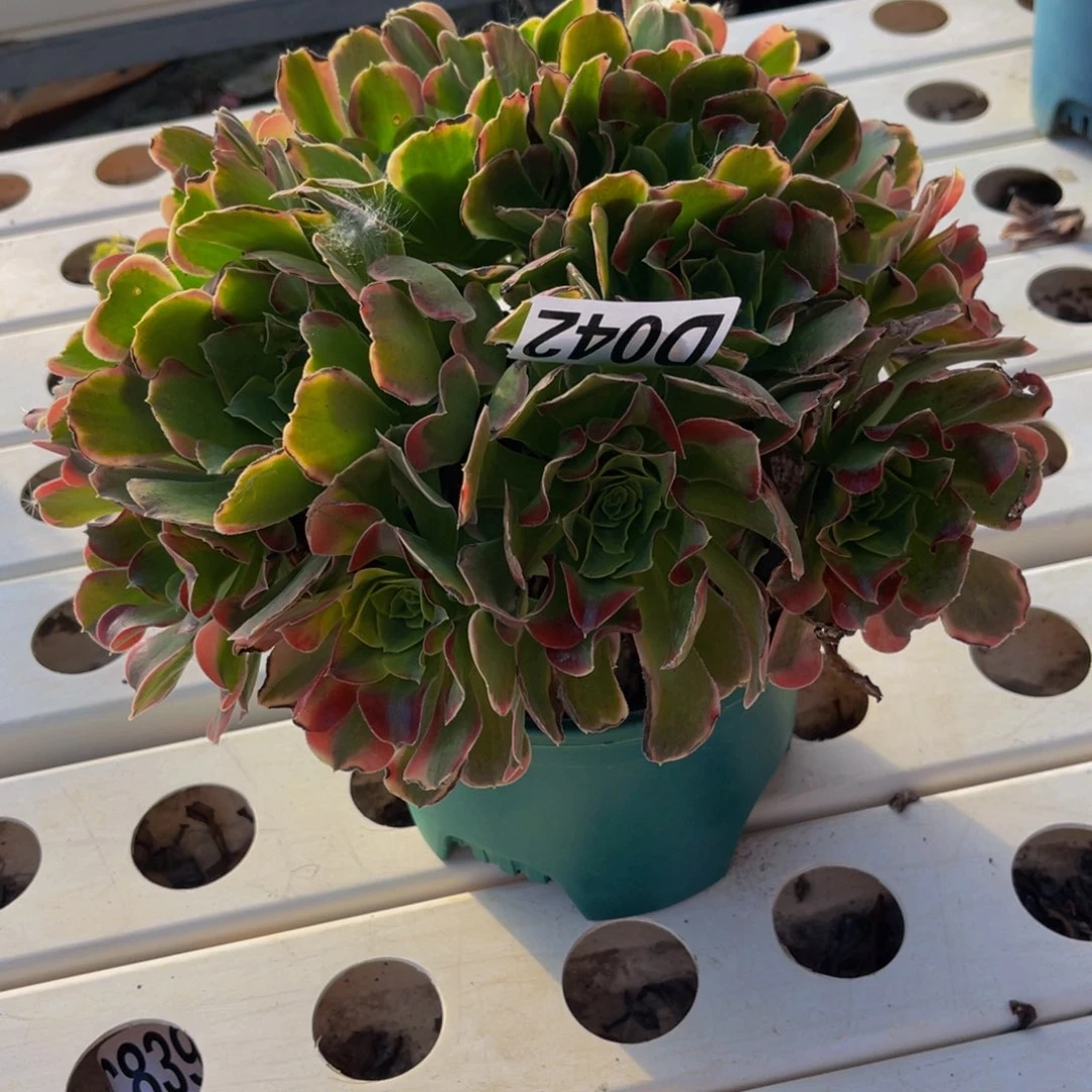 炫彩法师7////-4包邮