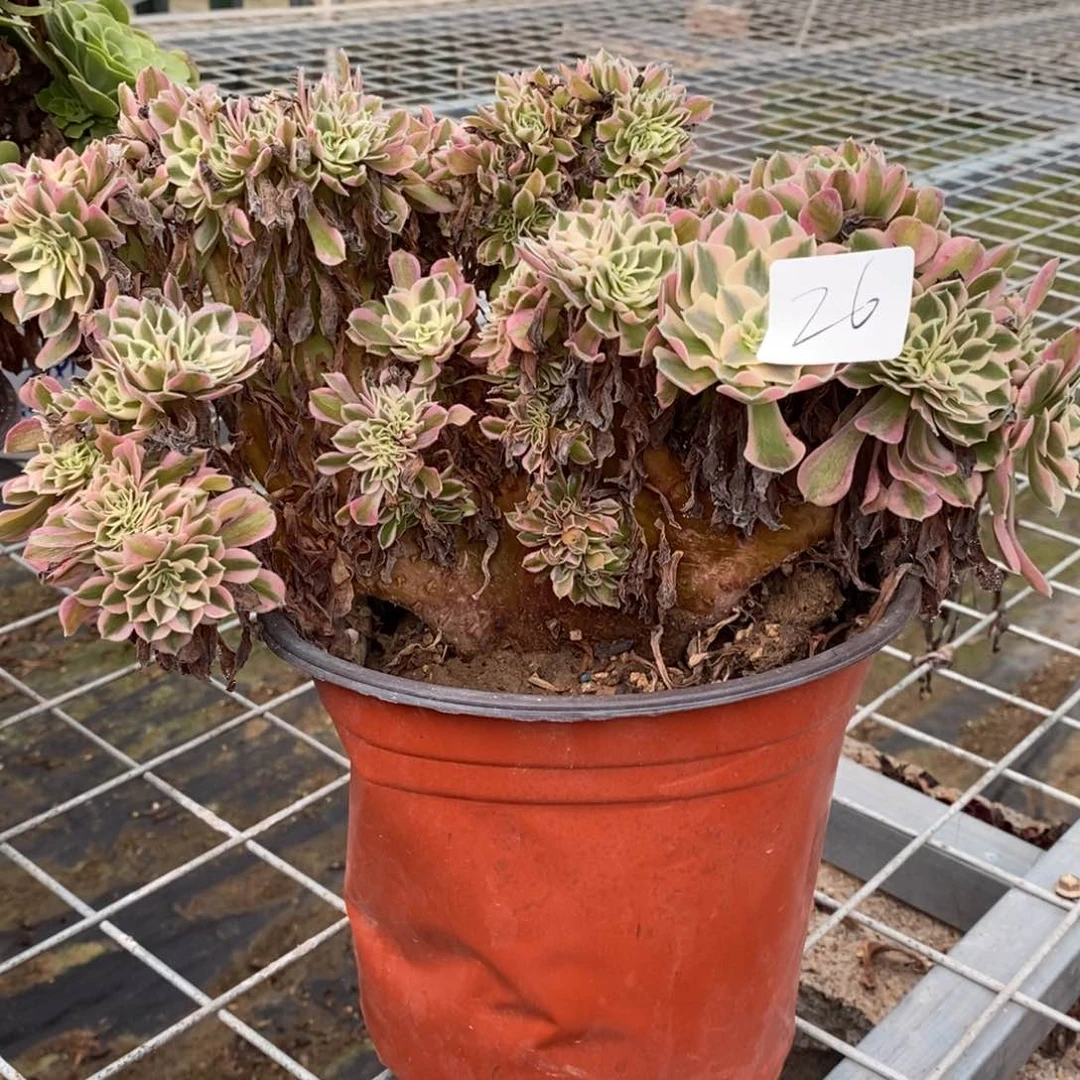 多肉植物组合拼盘26