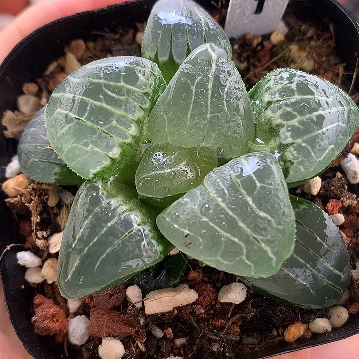 粉红甜心带盆土发货