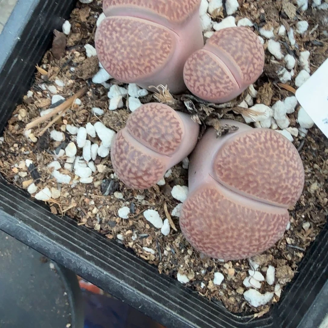 哈哈放个大把月工资719是