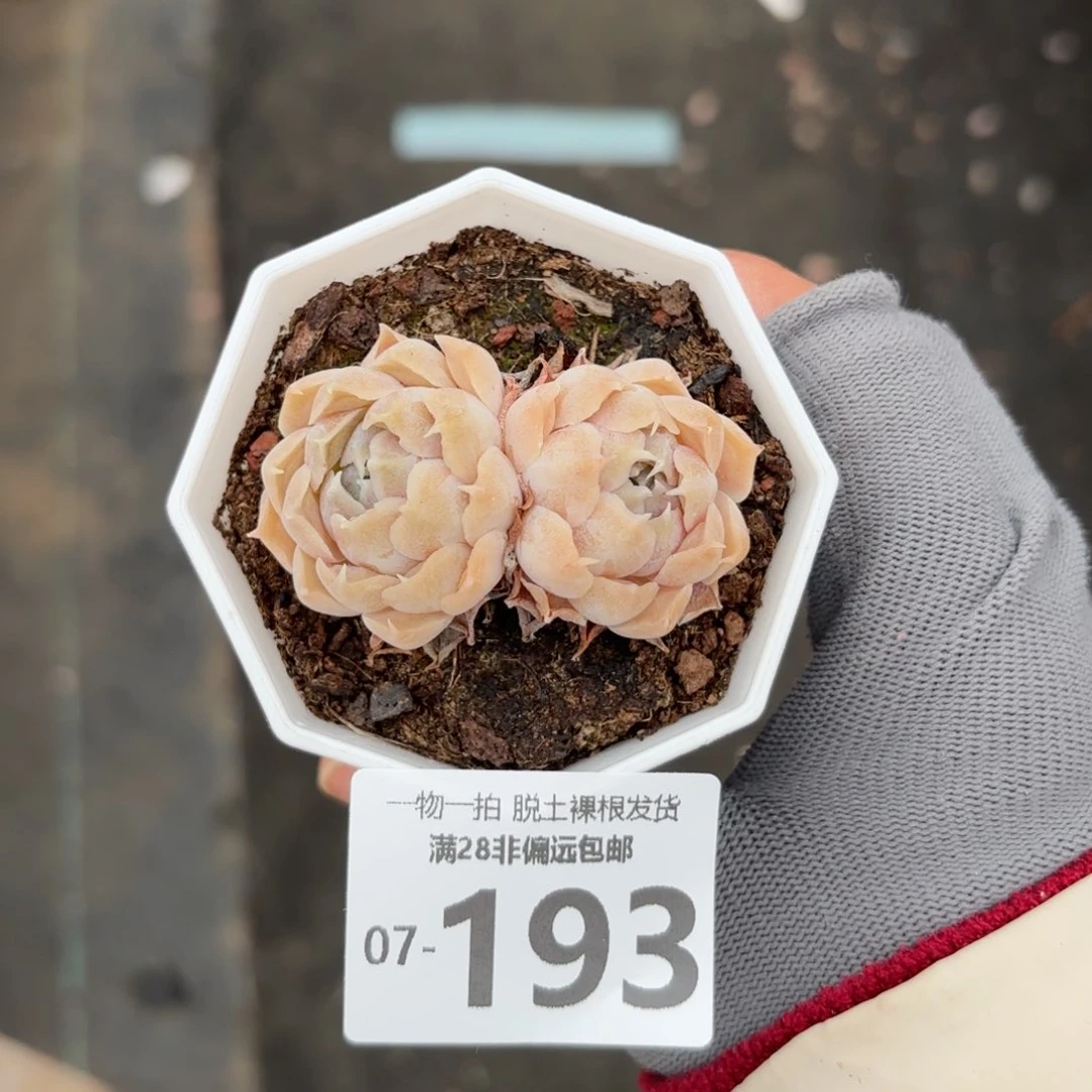 留财多肉多肉多肉多肉