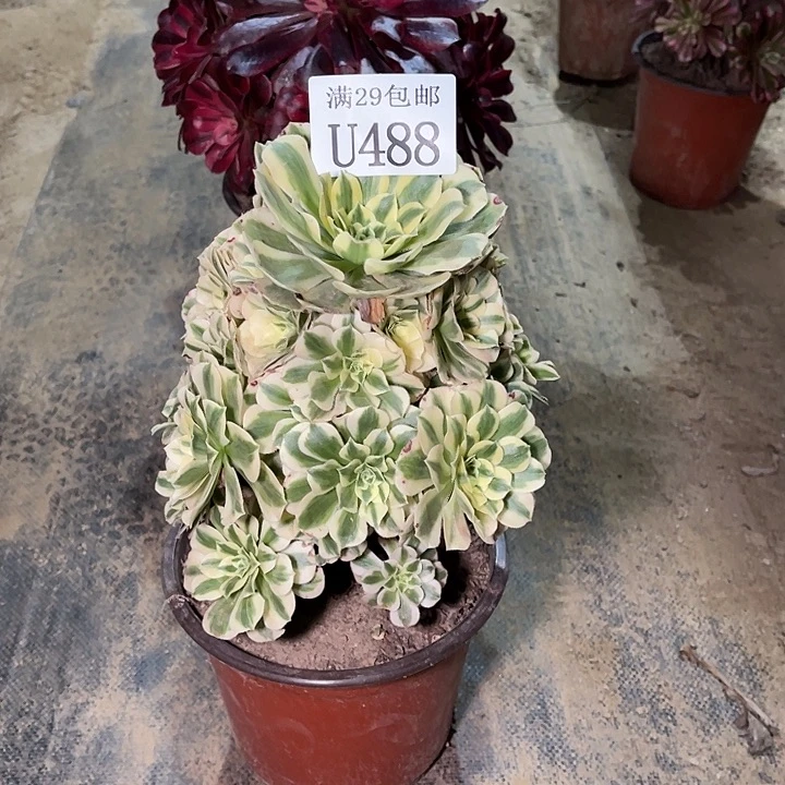 488迈巴赫   多肉植物