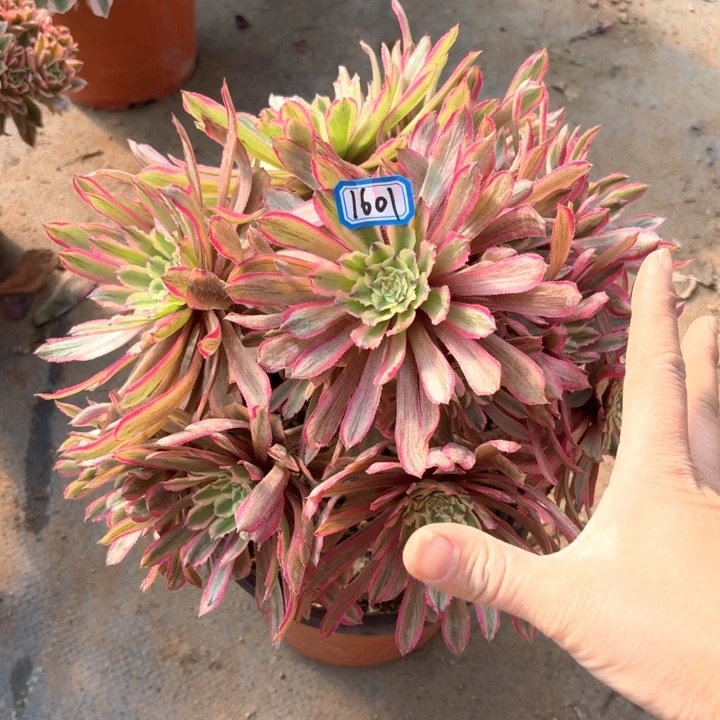 粉黛变异1601法师多肉