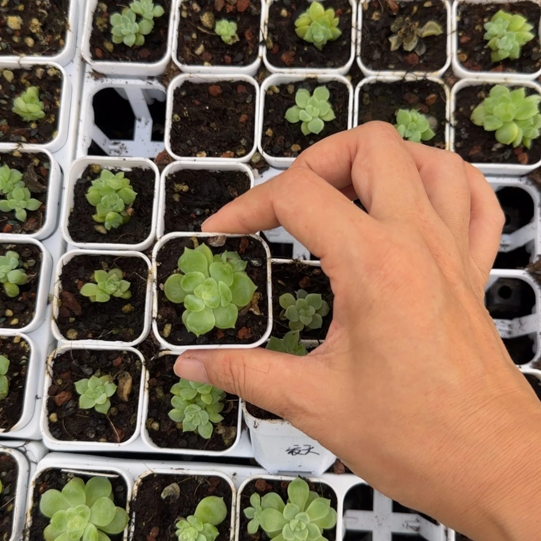 泼天中苗盆外棚一个满25包邮