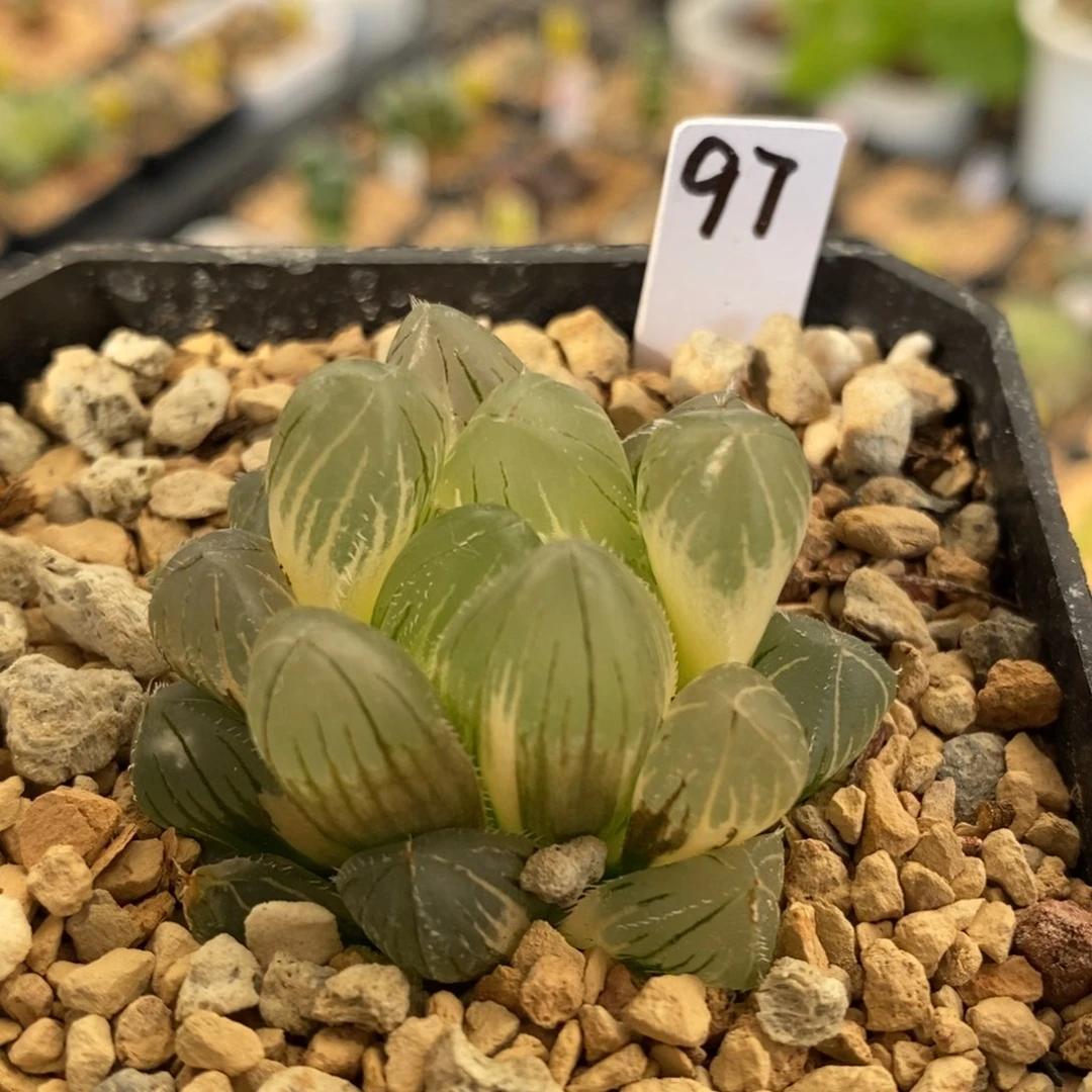 97号巨大赤线玉露锦带盆