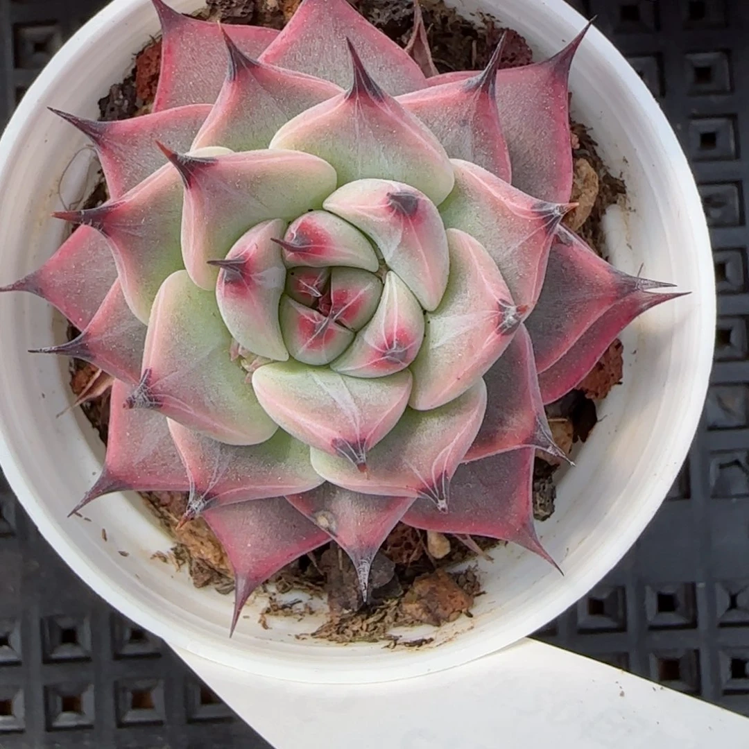 花语逸镜0226-136