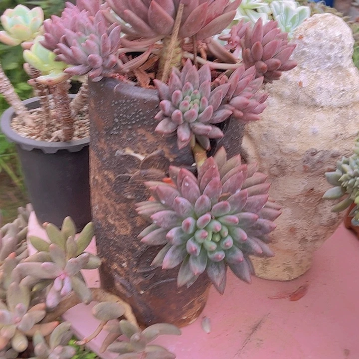 钱***华盆哈哈哈哈哈哈好可爱