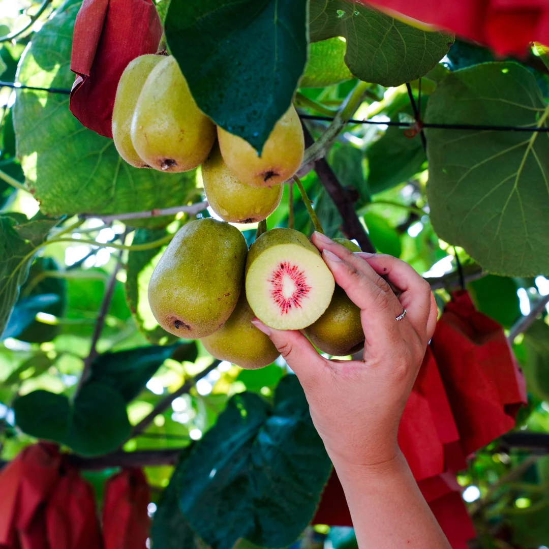 四川苍溪红心猕猴桃 送礼推荐 产地直发 品质有保障