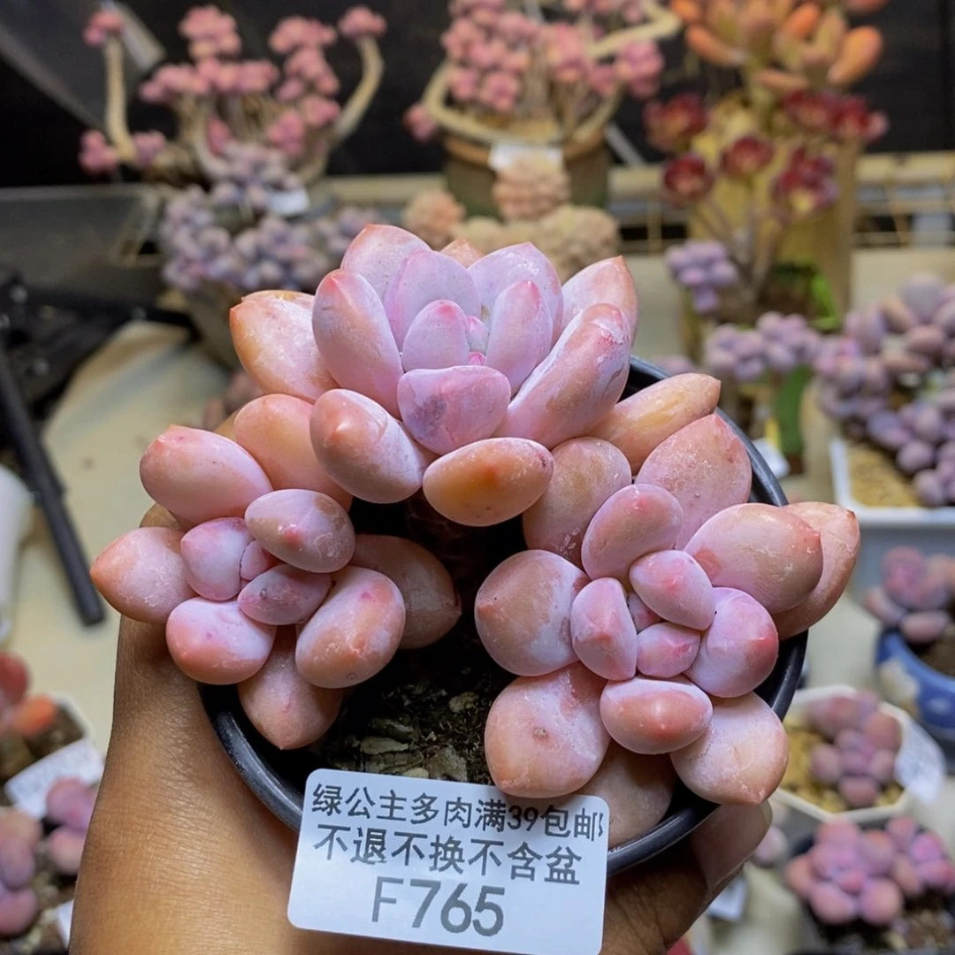 765丸叶香水多肉7c m