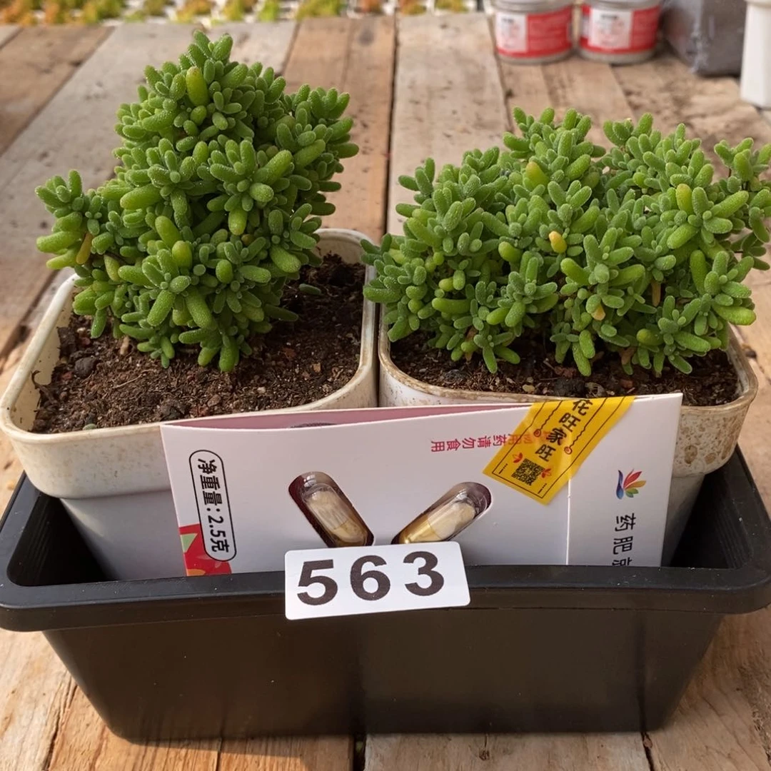 枝干番杏多肉植物563