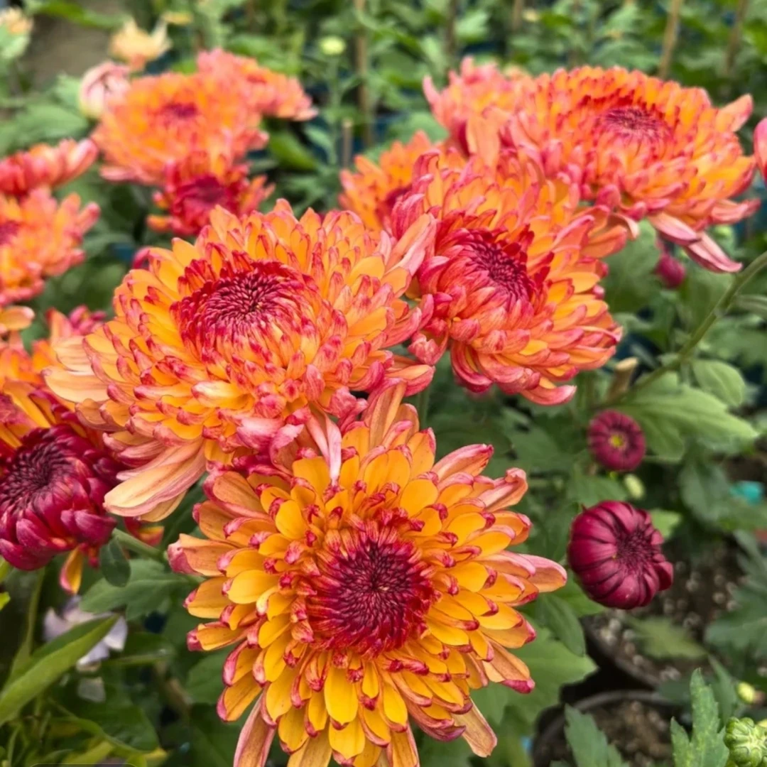 九月菊【变色龙】大花富贵菊，盆栽绿植室内好养活