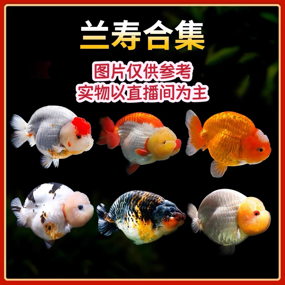 精品金鱼-2送1，3条福利，样式多，百褶泰狮兰寿蝶尾鸿运当头