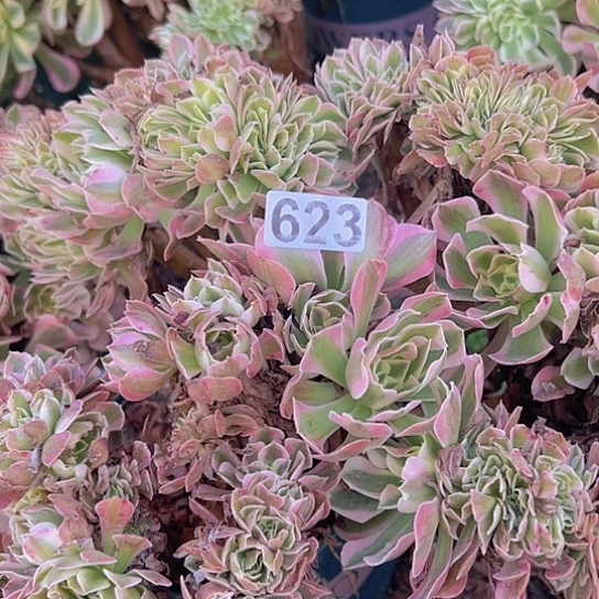 牛***多肉植物一个女郎