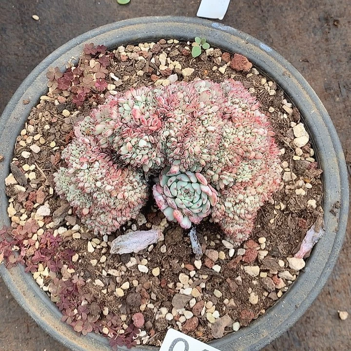 062姬莲缀一物一拍多肉