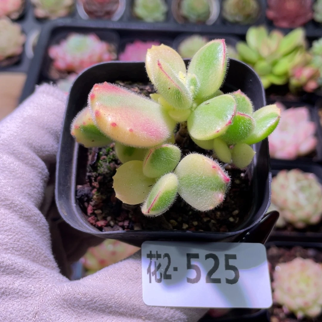 花利美2-525彩熊 不售后