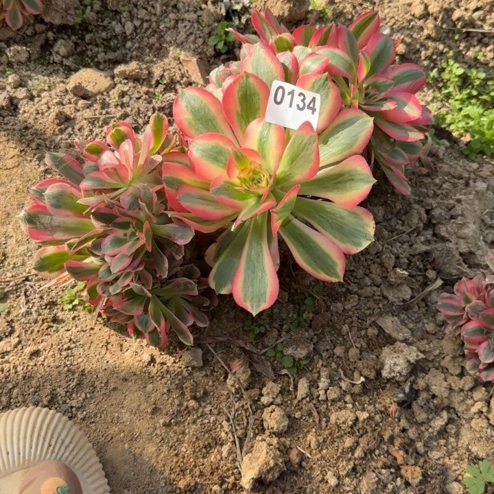 134 清棚处理不包断枝3