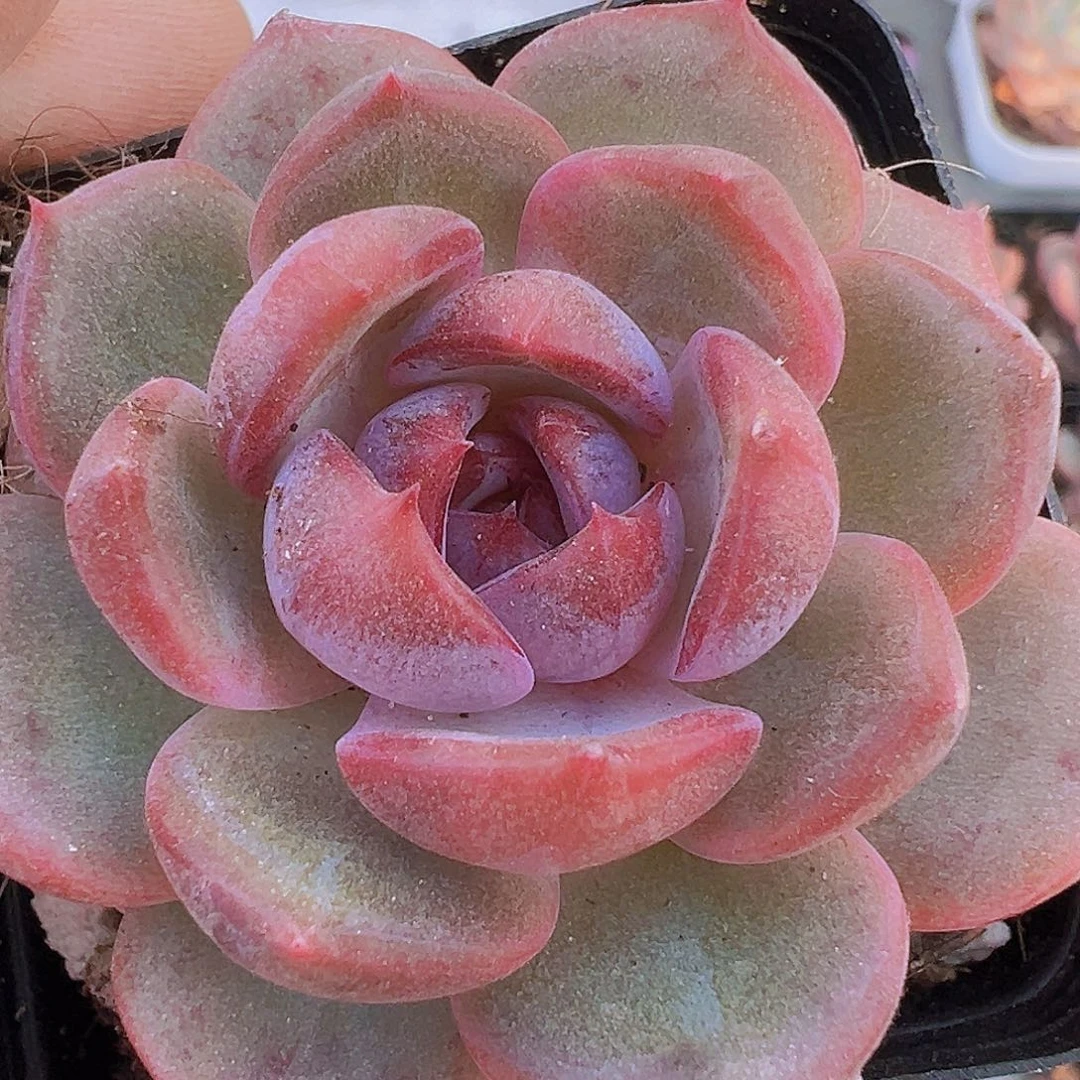 蓝莓19包邮多肉植物