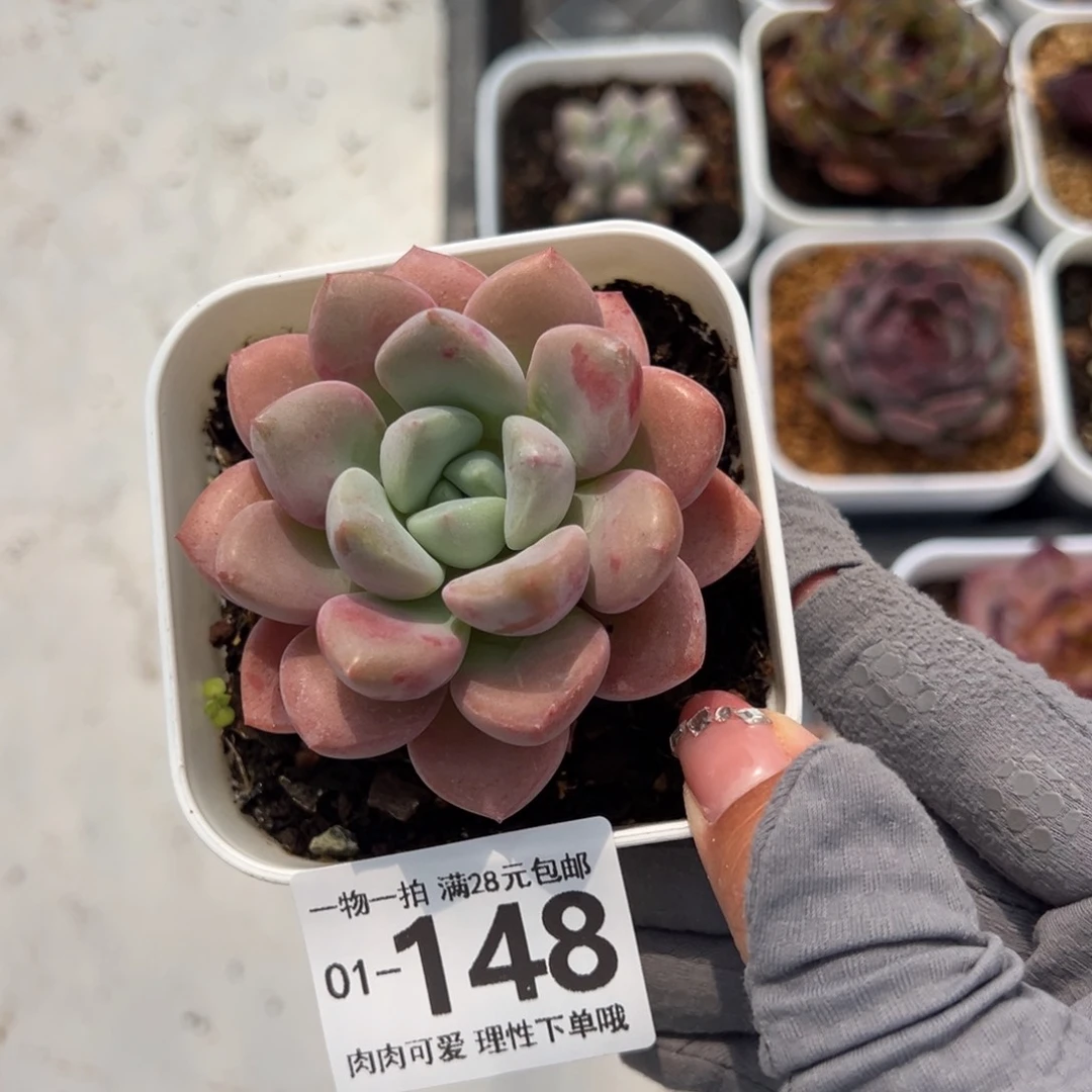 花斑鹿多肉多肉多肉多肉