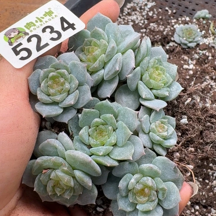 多肉植物多肉植物