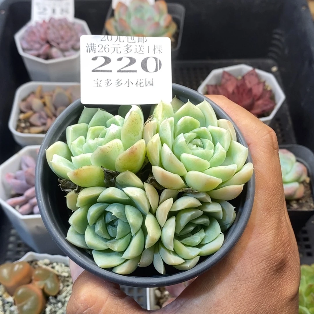 白月影四头叶片微瑕一物一拍满20元包邮满26送一颗
