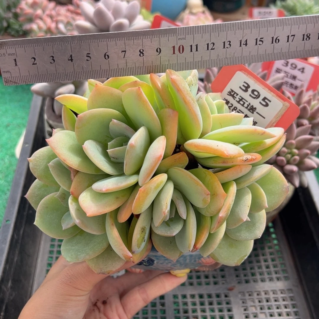 表妹精品多肉植物395.